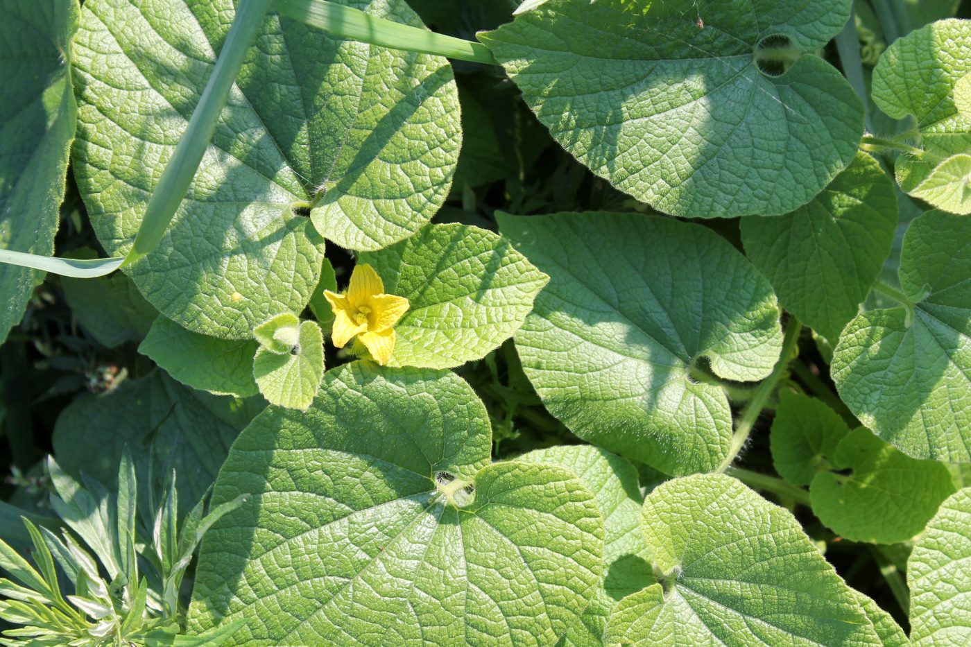 Ab Tua Conhe A A Planta Medicinal Vitat