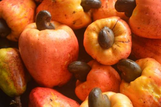 Caju: Benefícios e propriedades da fruta