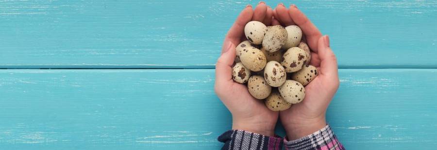 Ovo de codorna: Nutrientes, benefícios e como consumir