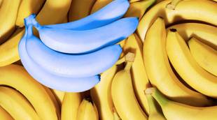 Banana Blue Java: A fruta que tem gosto de sorvete