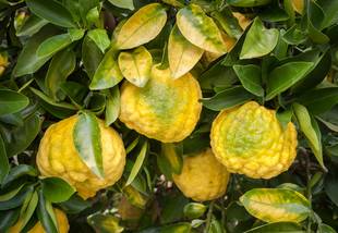 Yuzu: O que é e benefícios do limão japonês