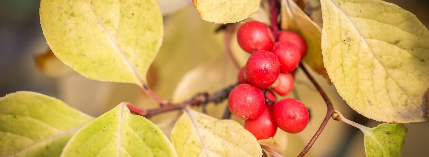 Guaraná: Conheça os benefícios do alimento