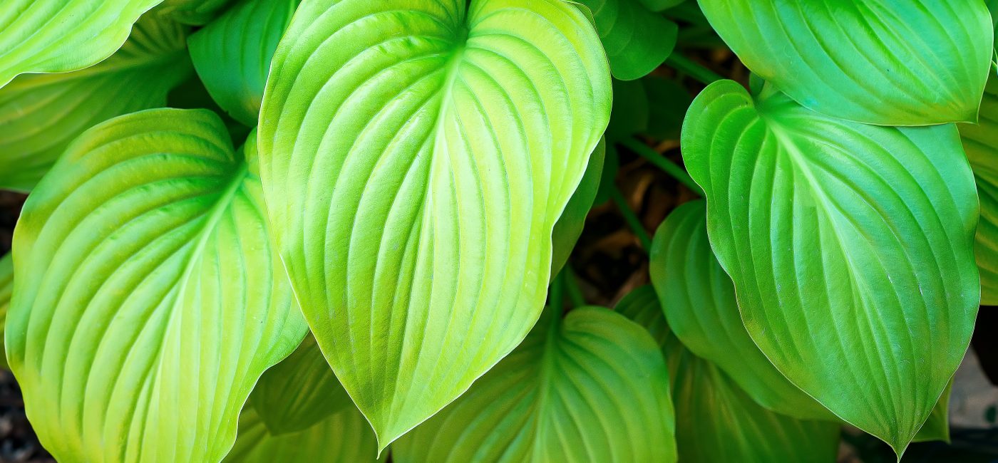 Chá de pariparoba: A poderosa planta medicinal brasileira