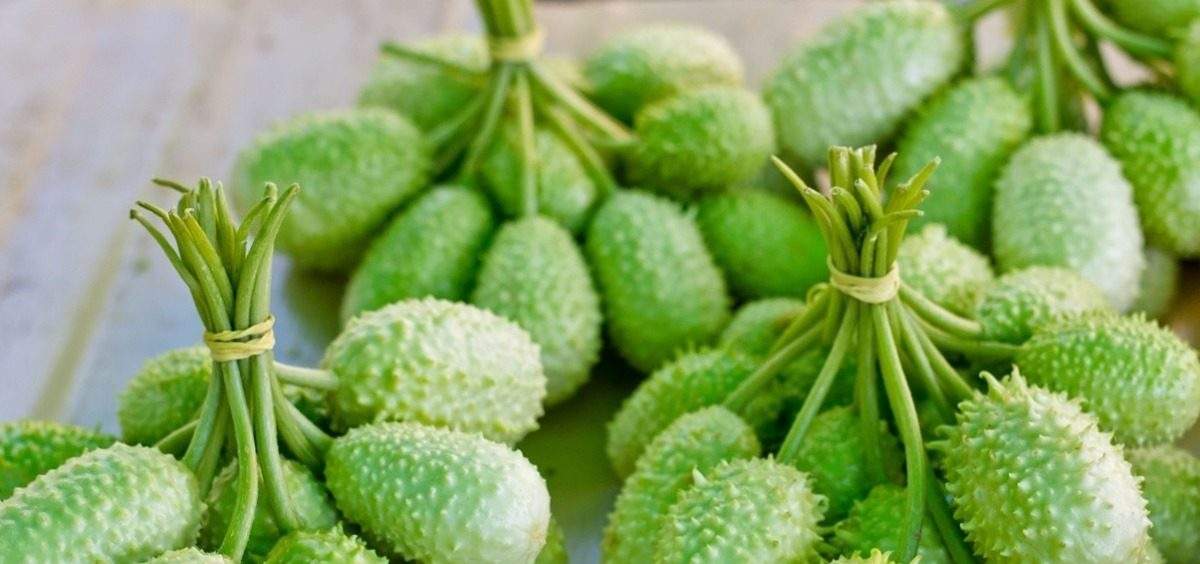 Maxixe: Benefícios, como escolher e fazer receitas deliciosas - Vitat