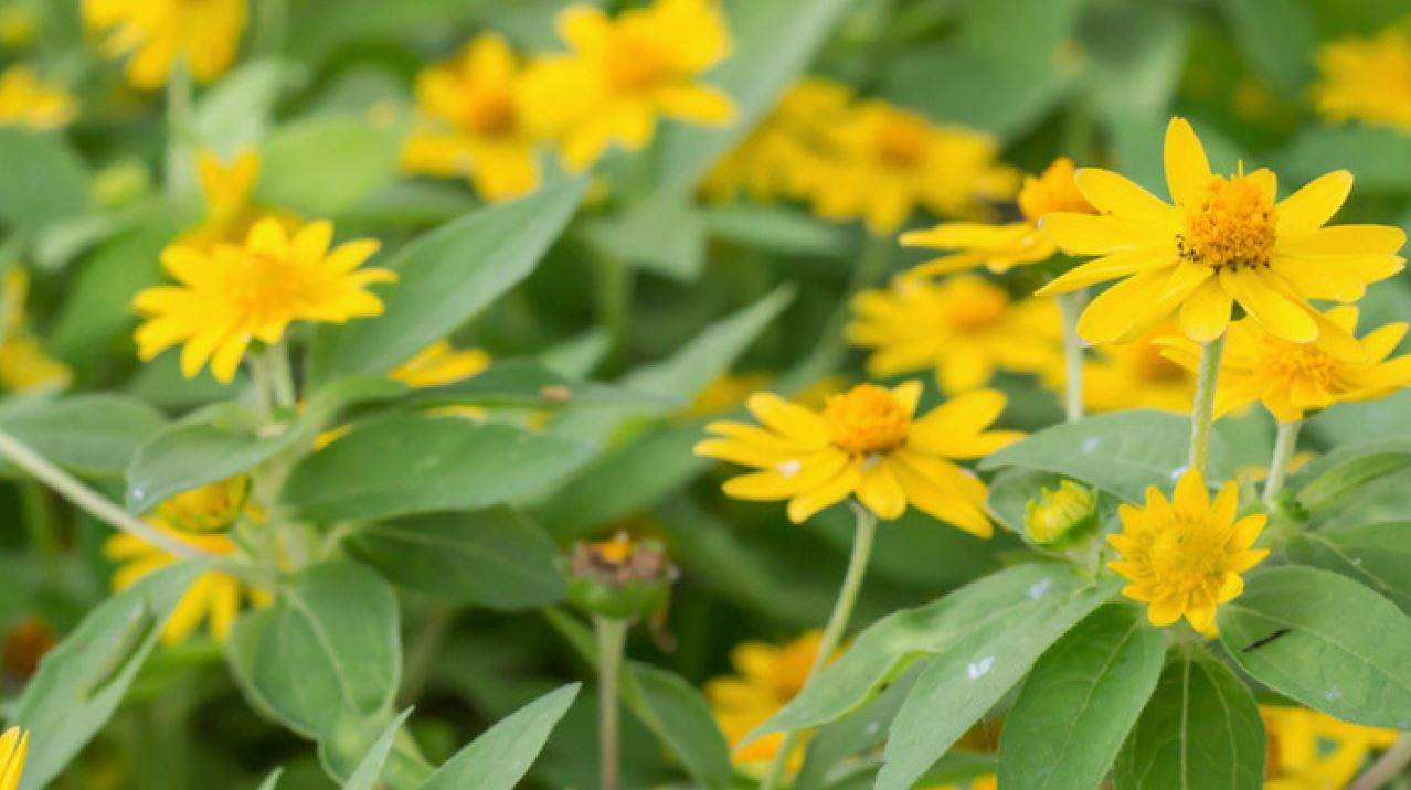 Arnica: Saiba mais sobre a poderosa planta medicinal