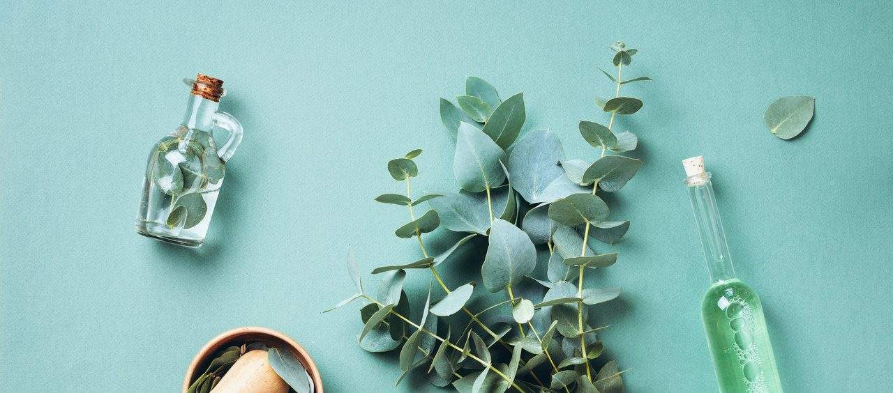 cânfora coronavírus