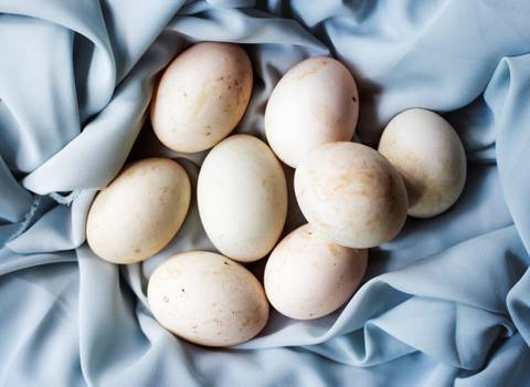 Ovo de pato: Para que serve e como consumir ovos de pata