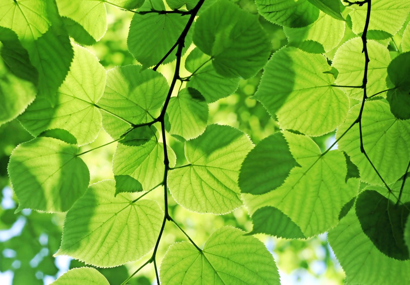 Capeba: Propriedades e benefícios da planta brasileira