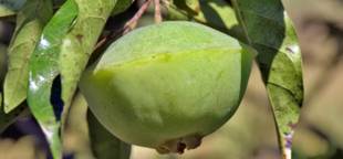 Cambuci: Propriedades e benefícios da fruta