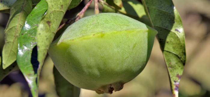 Cambuci: Propriedades e benefícios da fruta