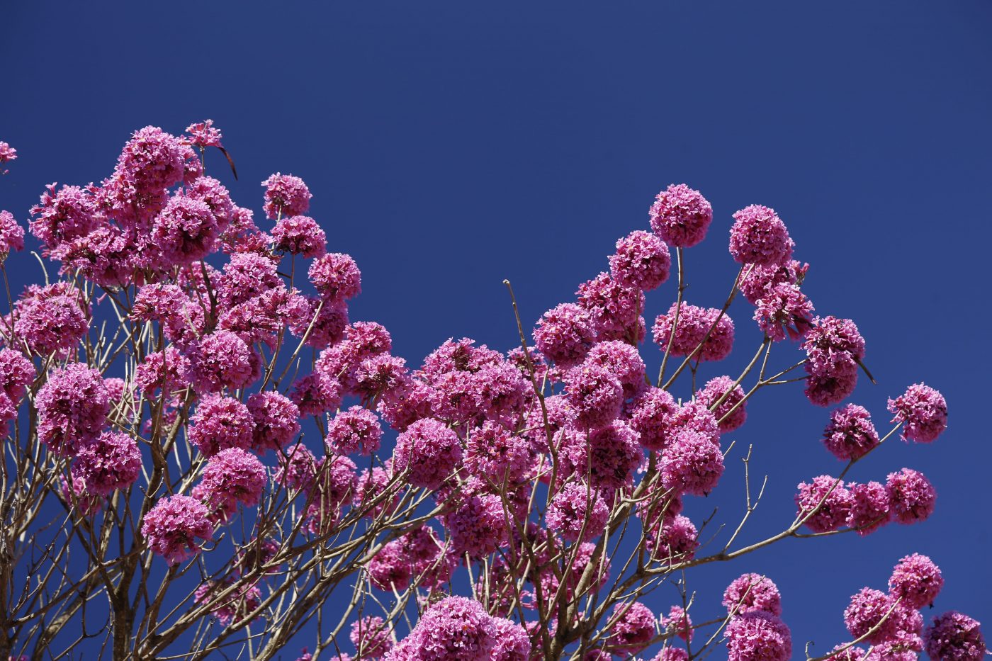 Chá de ipê-roxo: Para que serve e benefícios do ipê-roxo