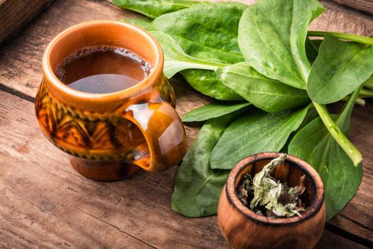 Chá de tanchagem: Como a bebida pode beneficiar a saúde