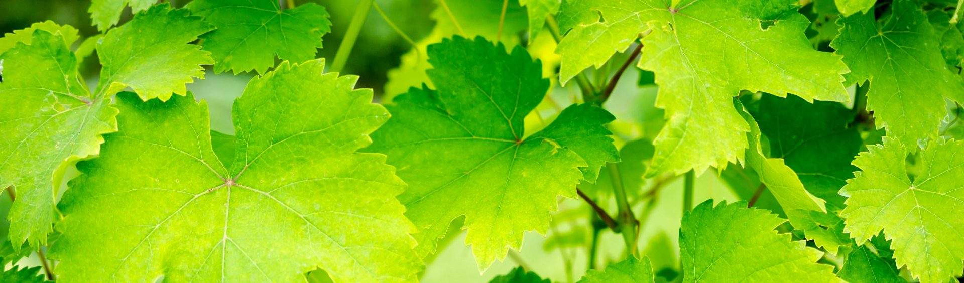 chá de folhas de uva