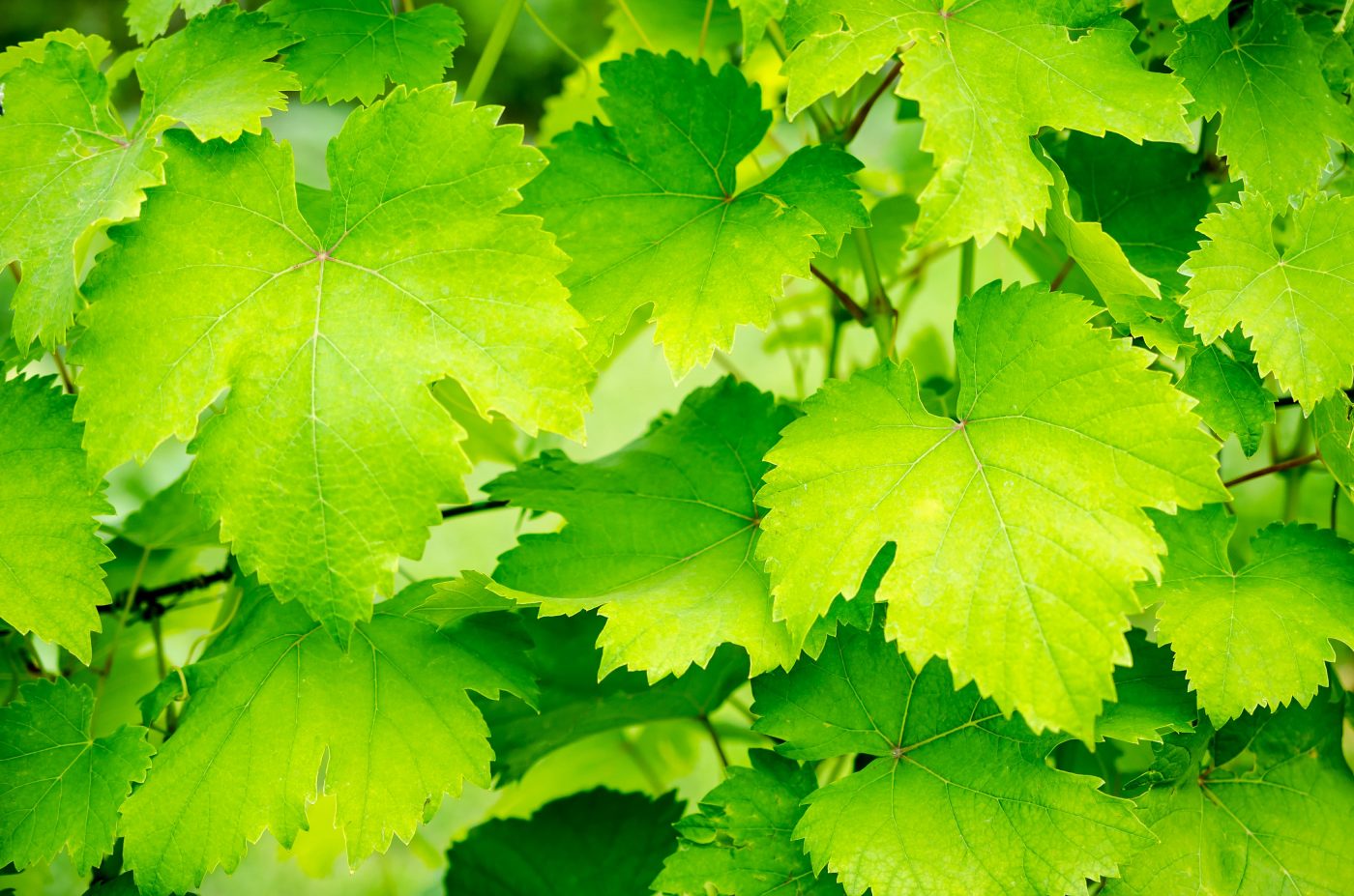 Chá de folhas de uva: Benefícios e como preparar