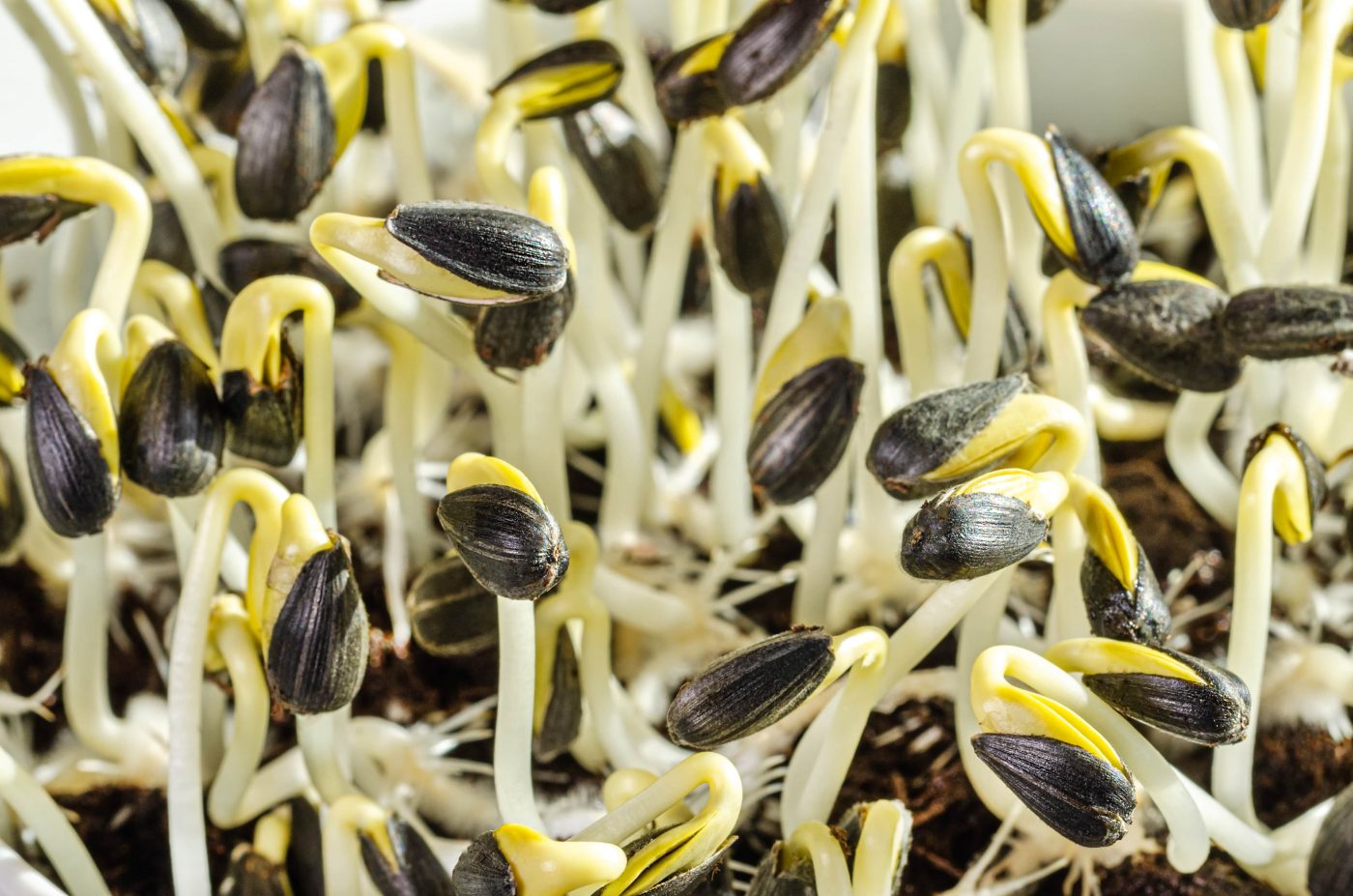 Broto de girassol: Benefícios e como incluir na alimentação