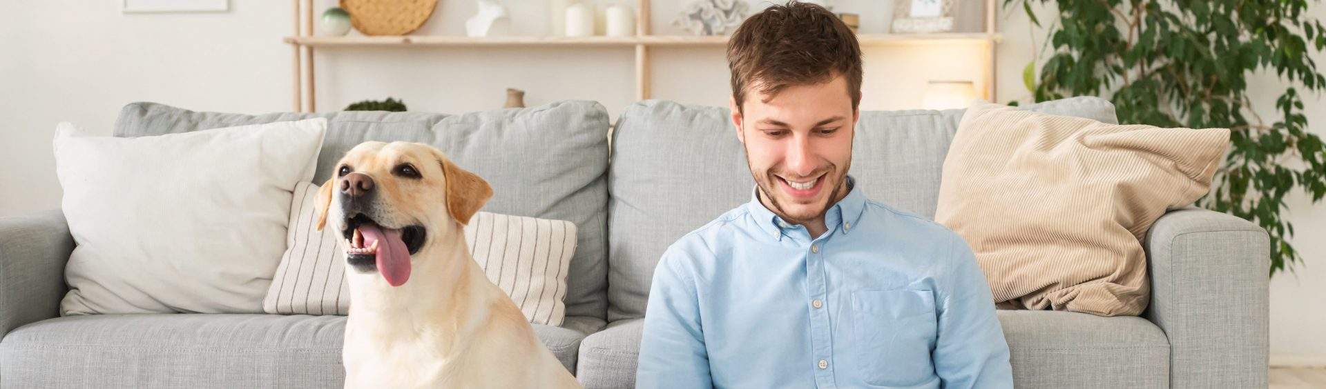 animal de estimação