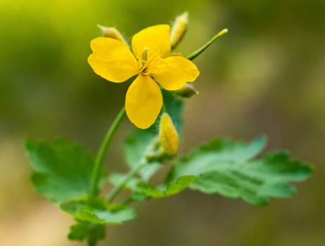 Celidônia: Benefícios e como usar a planta medicinal