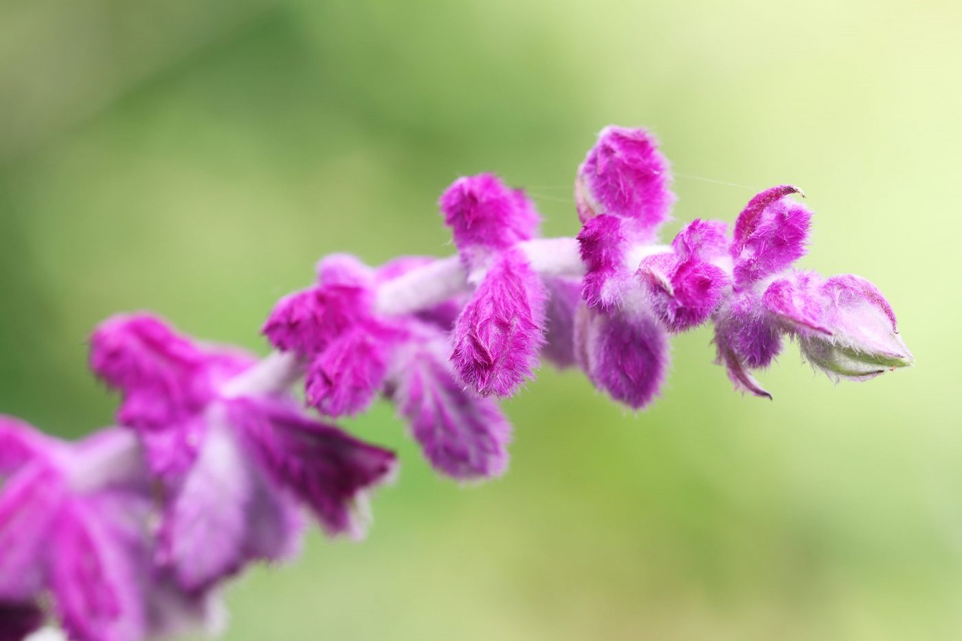 Agripalma: Conheça os benefícios da planta medicinal