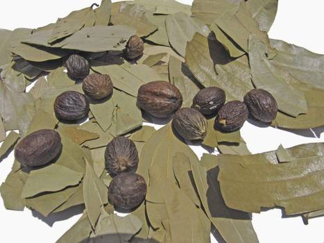 Chá de bicuíba: Os benefícios da planta medicinal brasileira