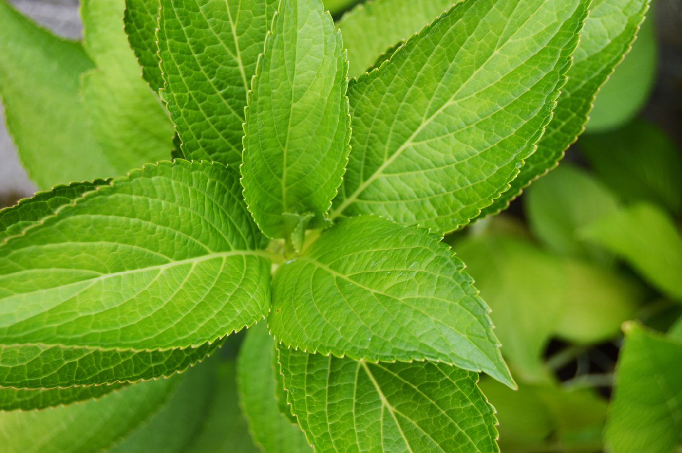 Vassourinha-doce: Conheça os benefícios da planta medicinal