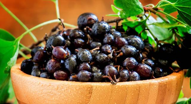 Groselha negra: Benefícios e como consumir a fruta