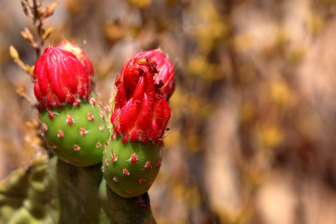 Cactínea: Propriedades, benefícios e como consumir