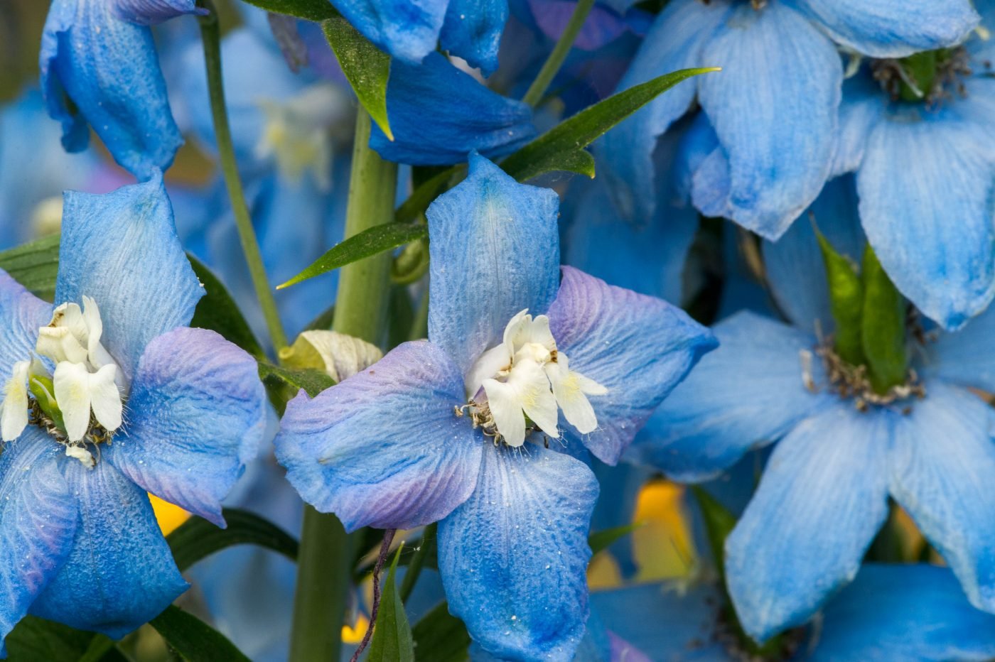 Acônito: Propriedades e benefícios da flor azul - Vitat