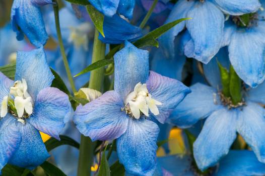Acônito: Propriedades e benefícios da flor azul