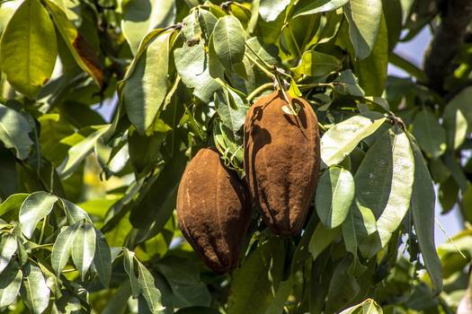 Monguba (manguba): Conheça os benefícios da planta