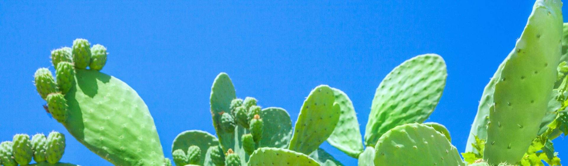 nopal