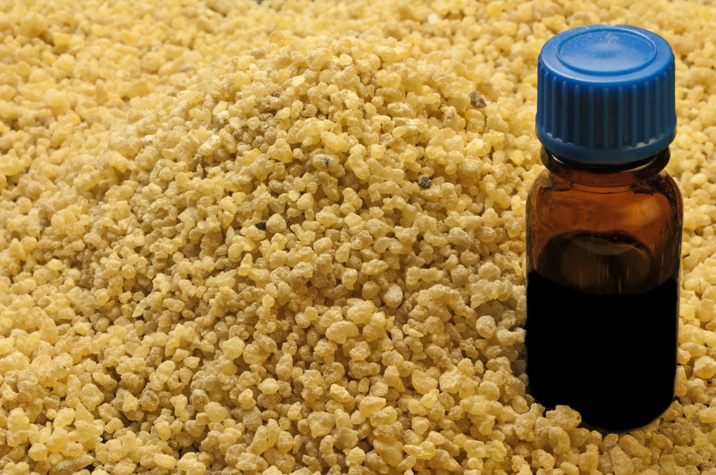 Boswellia serrata (olíbano): Benefícios da planta medicinal