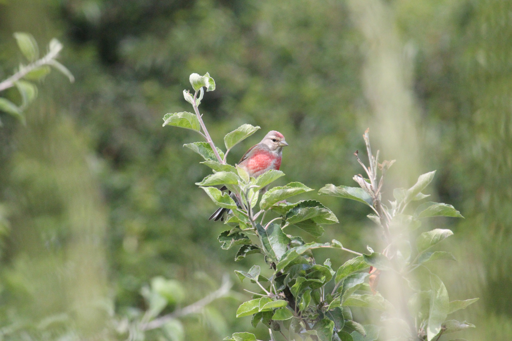 Erva de passarinho: conheça os benefícios da planta