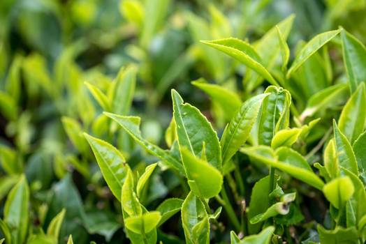 Camellia Sinensis: A verdadeira origem do chá