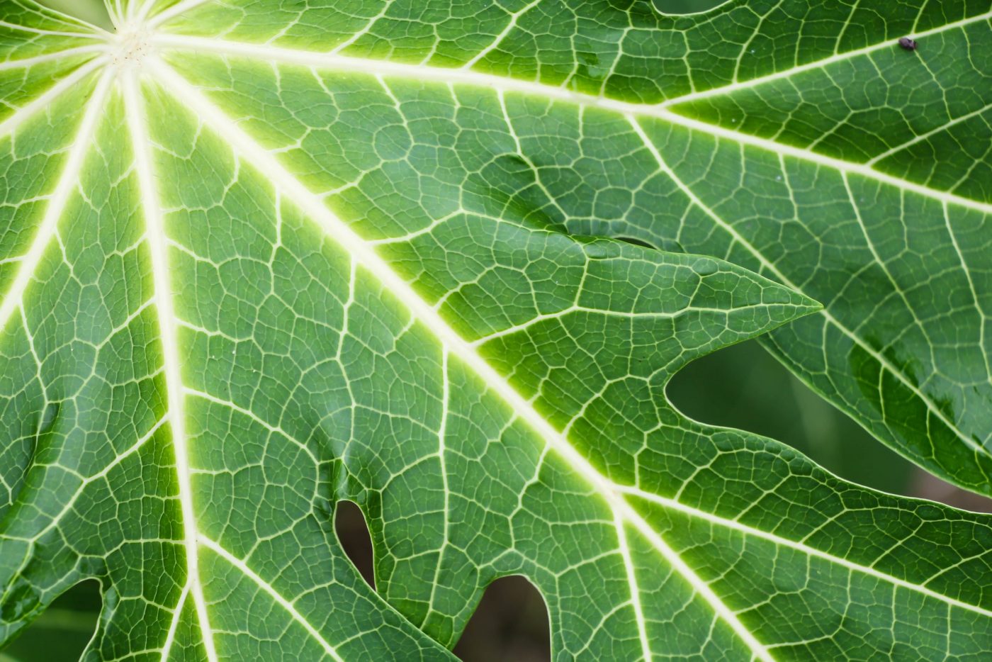 Chá de folha de mamão: seus benefícios e como preparar