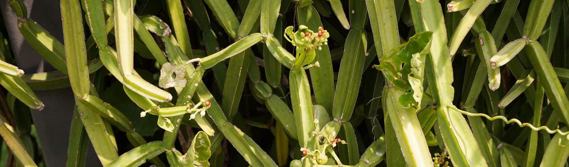 cissus quadrangularis