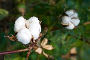 Chá de folha de algodão: Benefícios e como preparar a bebida