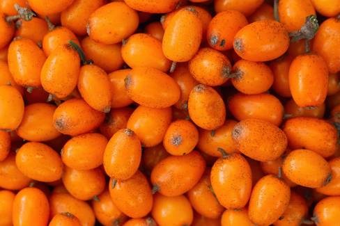 Ameixa-da-baía: Propriedades e benefícios da fruta da Caatinga