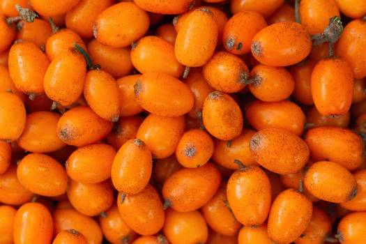 Ameixa-da-baía: Propriedades e benefícios da fruta da Caatinga