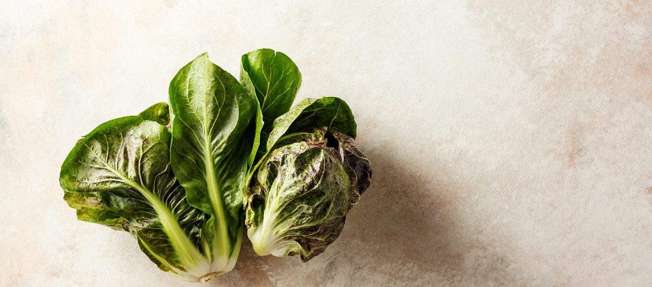 chá de alface para dormir