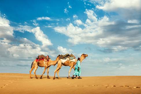 Leite de camelo: Conheça os benefícios da bebida nada convencional