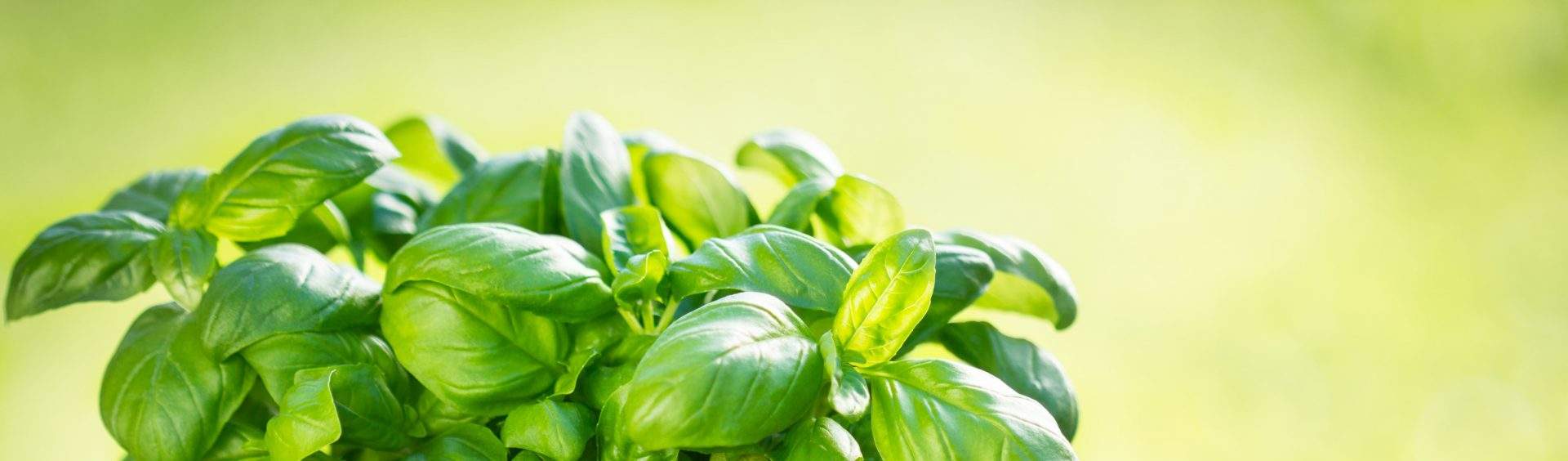 banho de manjericão