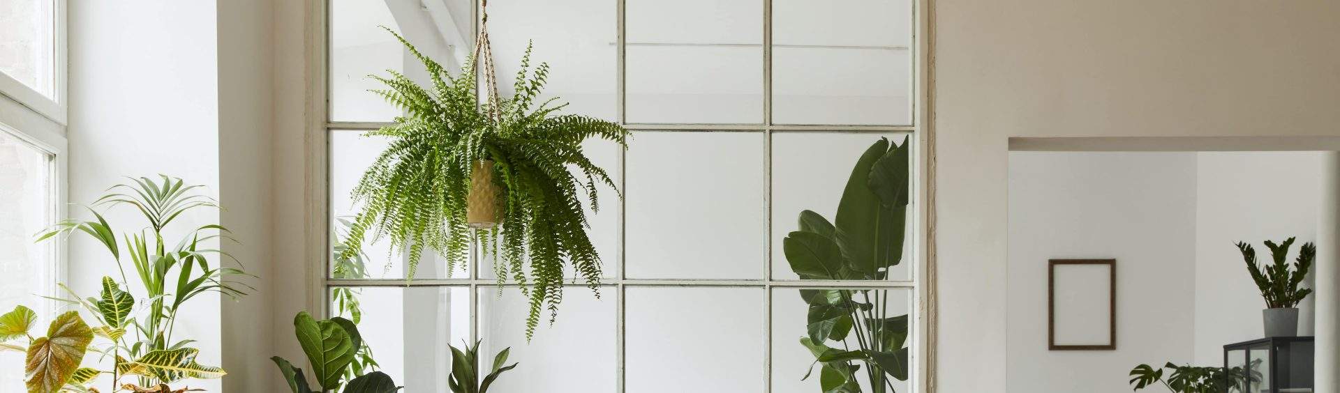 Plantas umidificadoras