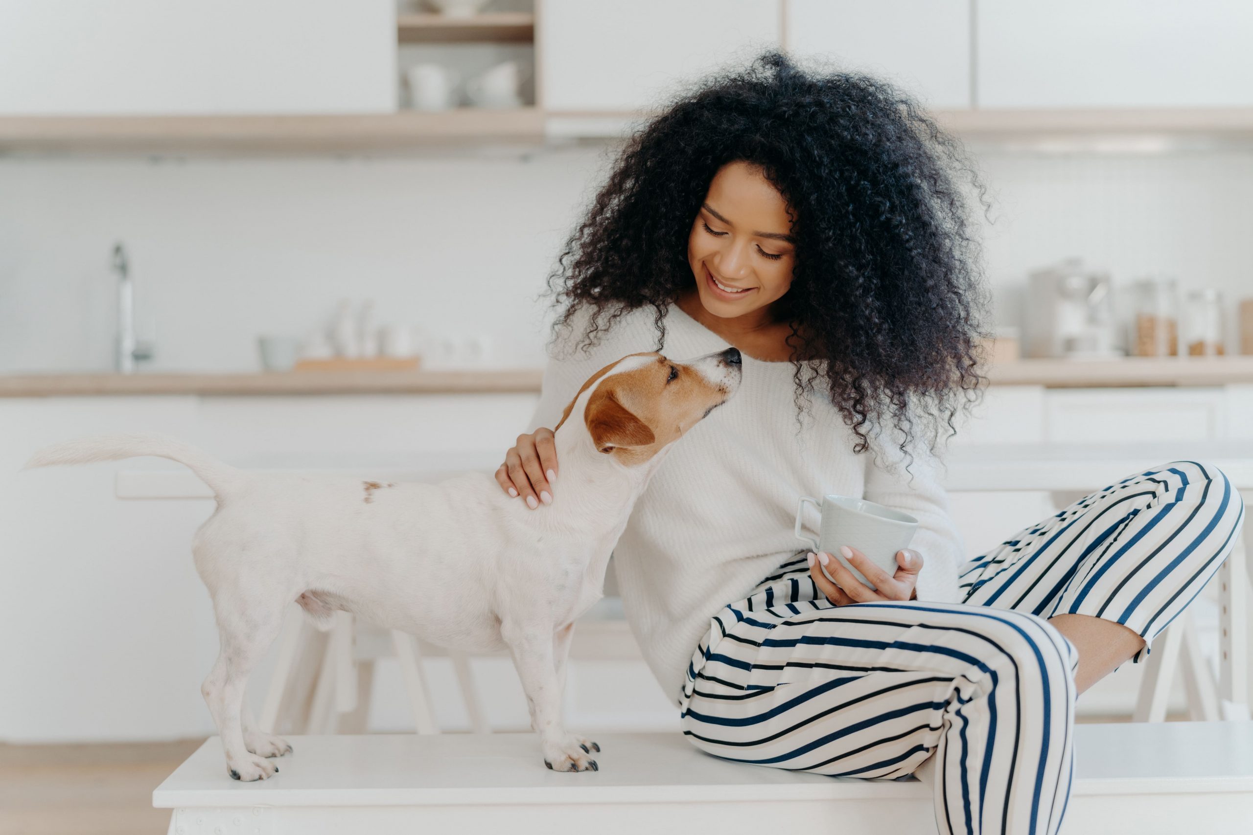 Retorno aos escritórios: Como ajudar pets a lidarem com a situação