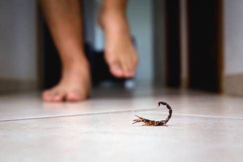 Escorpiões: conheça os riscos da picada e saiba como evitá-los em casa