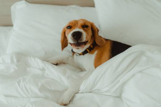 Dormir com o cachorro na cama faz mal?