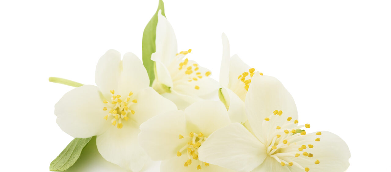 chá de flor de laranjeira