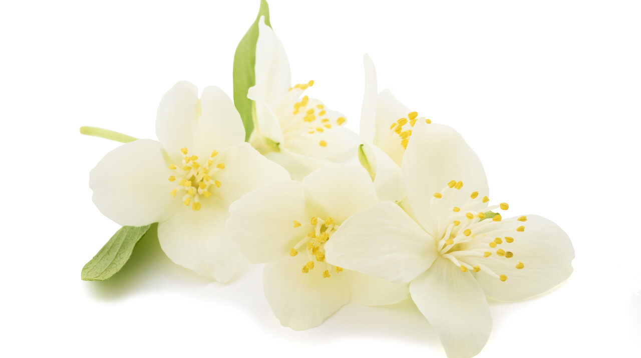 Chá de flor de laranjeira tem efeito calmante. Saiba como preparar