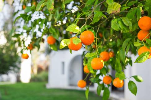 Chá de folha de laranja tem efeito calmante e melhora o mal-estar