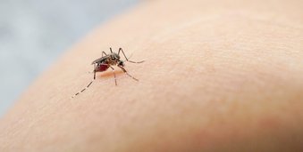 Dengue: conheça as causas, sintomas e como prevenir