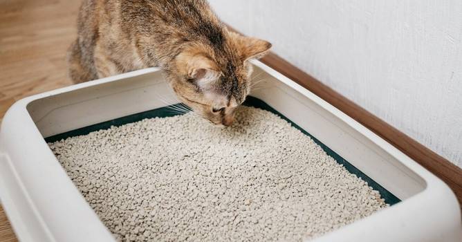 A areia para gatos oferece riscos à saúde dos tutores?